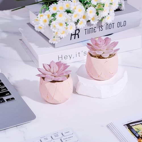 Ballerina Potted Succulents