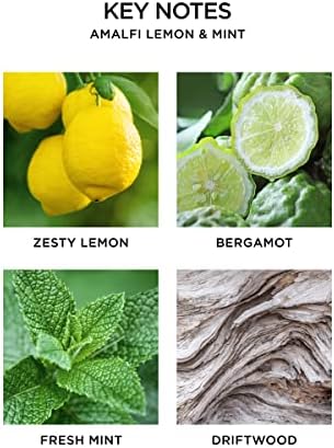 NEST New York Scented 3-Wick Candle Amalfi Lemon Mint 212 Oz
