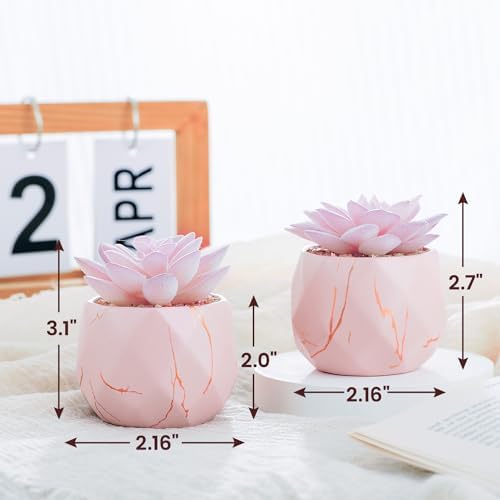Ballerina Potted Succulents