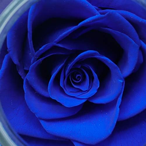 Preserved Real Roses with LED Mood Light