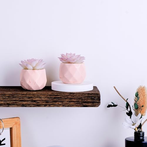 Ballerina Potted Succulents