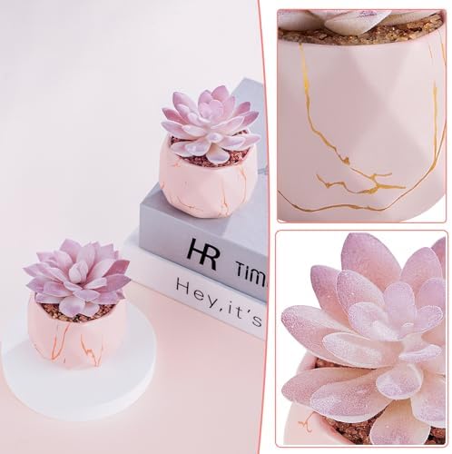 Ballerina Potted Succulents