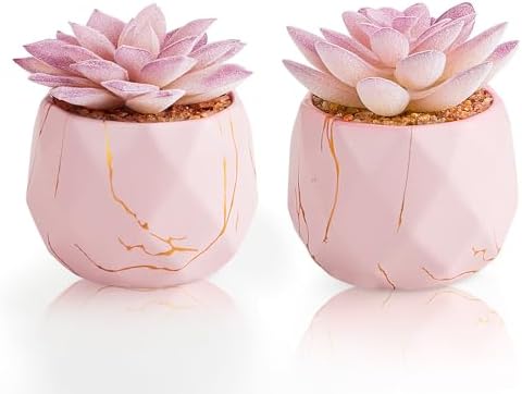 Ballerina Potted Succulents