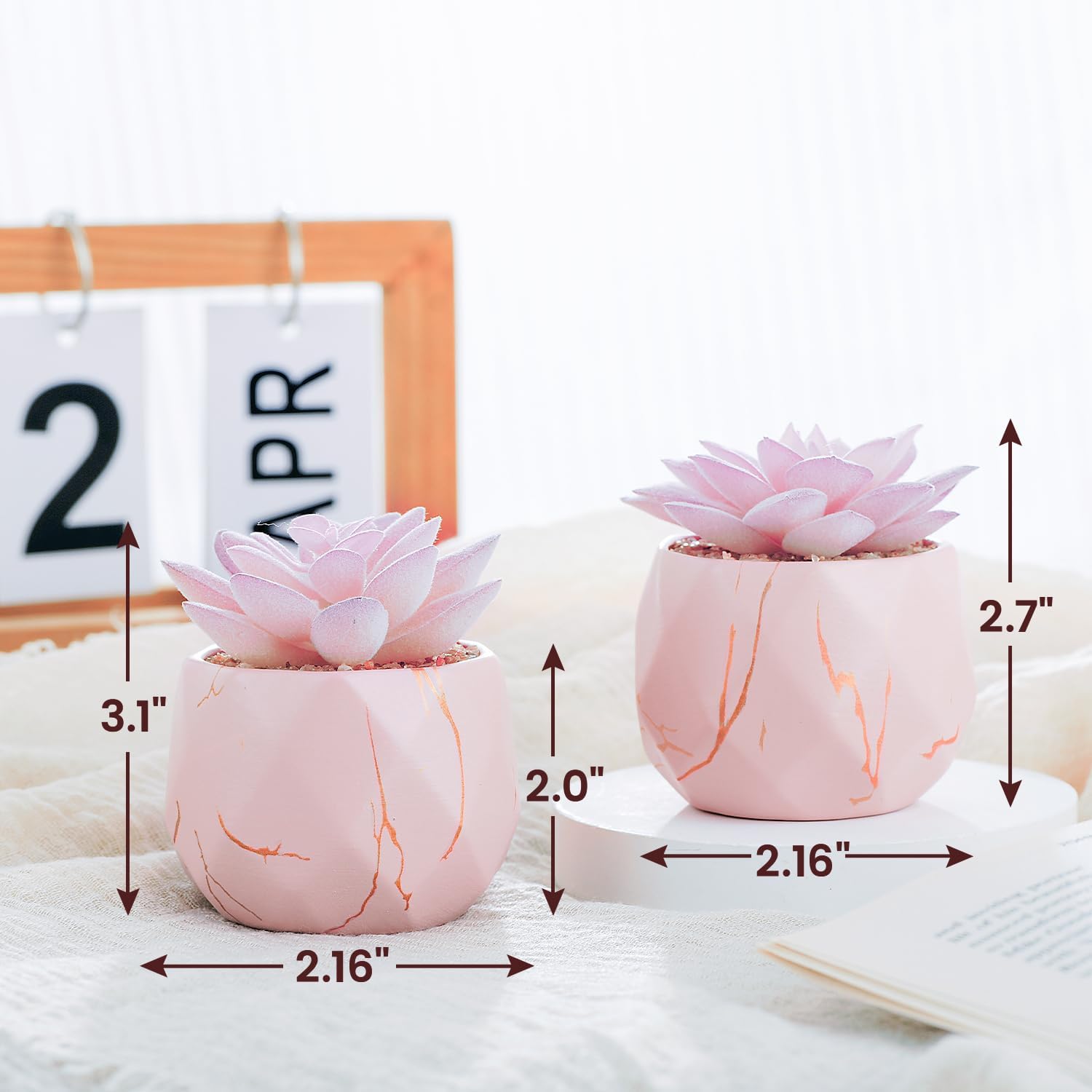 Ballerina Potted Succulents