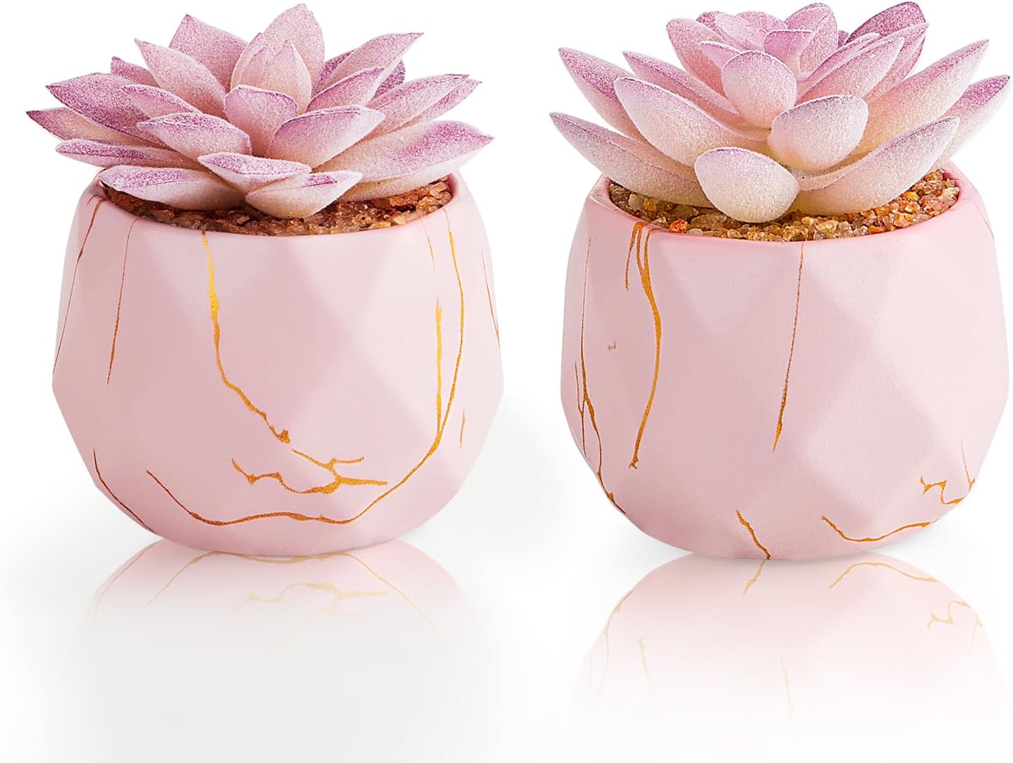 Ballerina Potted Succulents