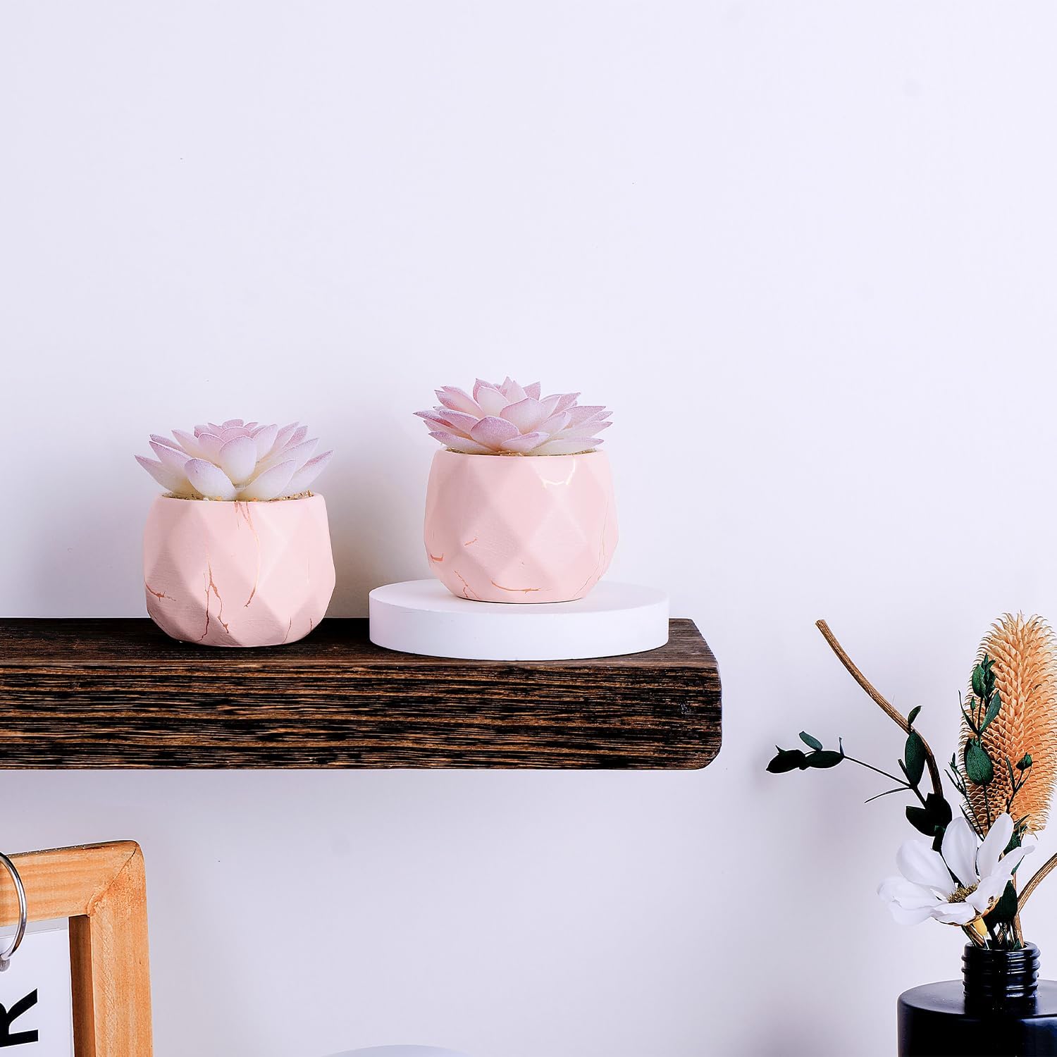 Ballerina Potted Succulents