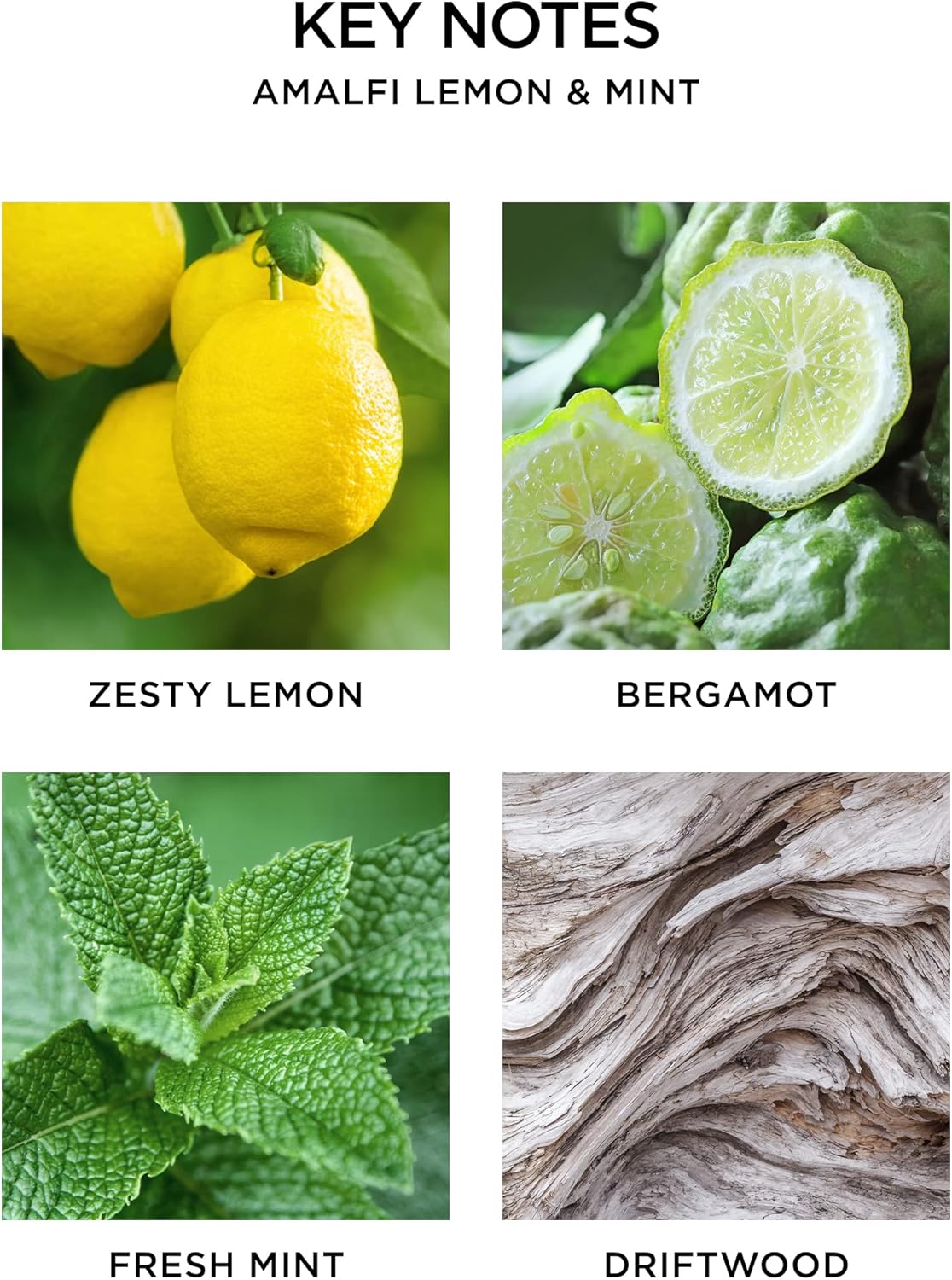 NEST New York Scented 3-Wick Candle Amalfi Lemon Mint 212 Oz